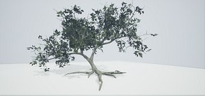 Tree Old
