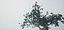 Albero vecchio