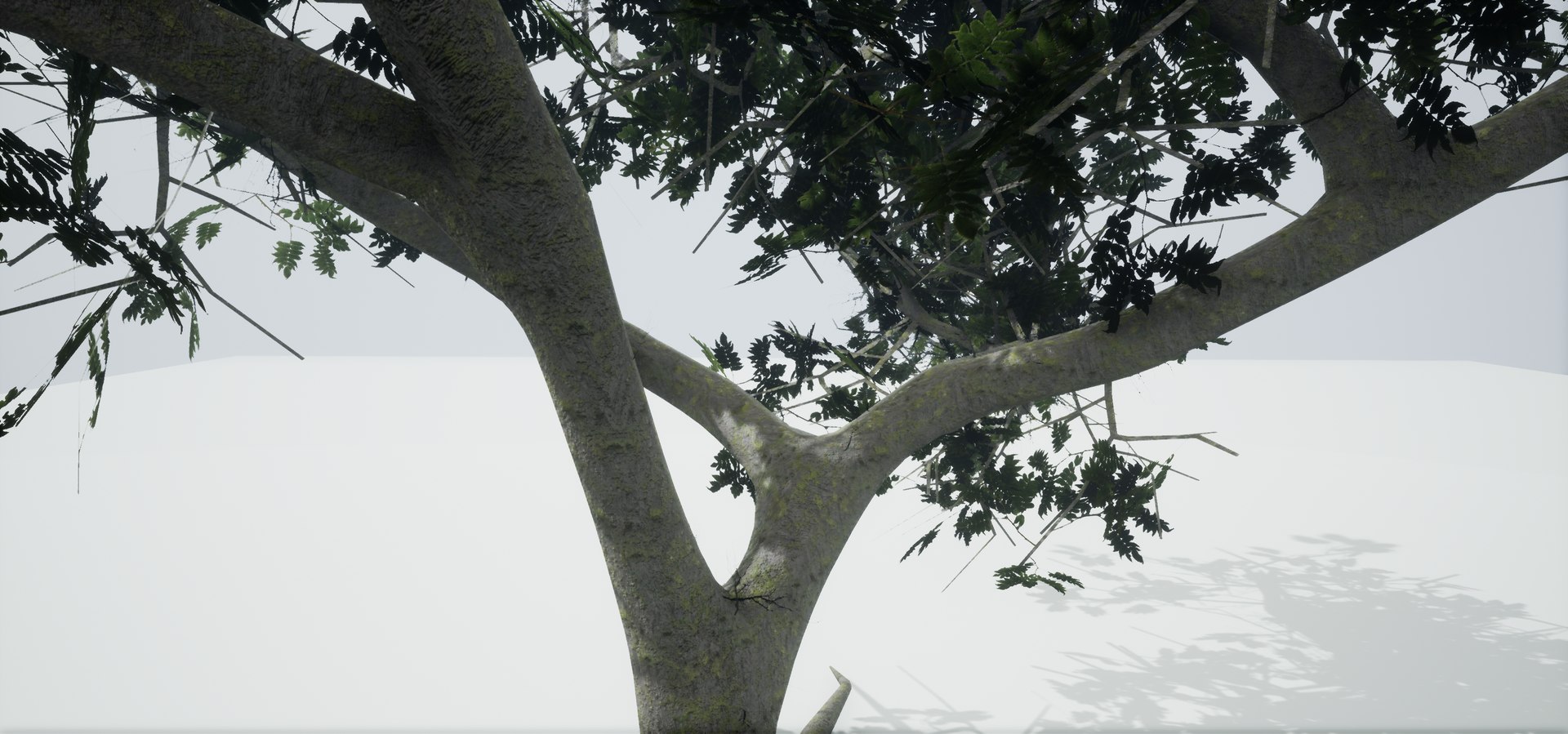 polys leaves trunk 3ds https://p.turbosquid.com/ts-thumb/P0/31i99n/4Aj0kHsw/highresscreenshot00043/png/1518358754/1920x1080/fit_q87/76dabe0a6e353940ae97553f7ef3cf5ff2d28809/highresscreenshot00043.jpg