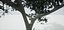 Albero vecchio