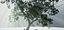 Albero vecchio
