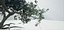 Albero vecchio