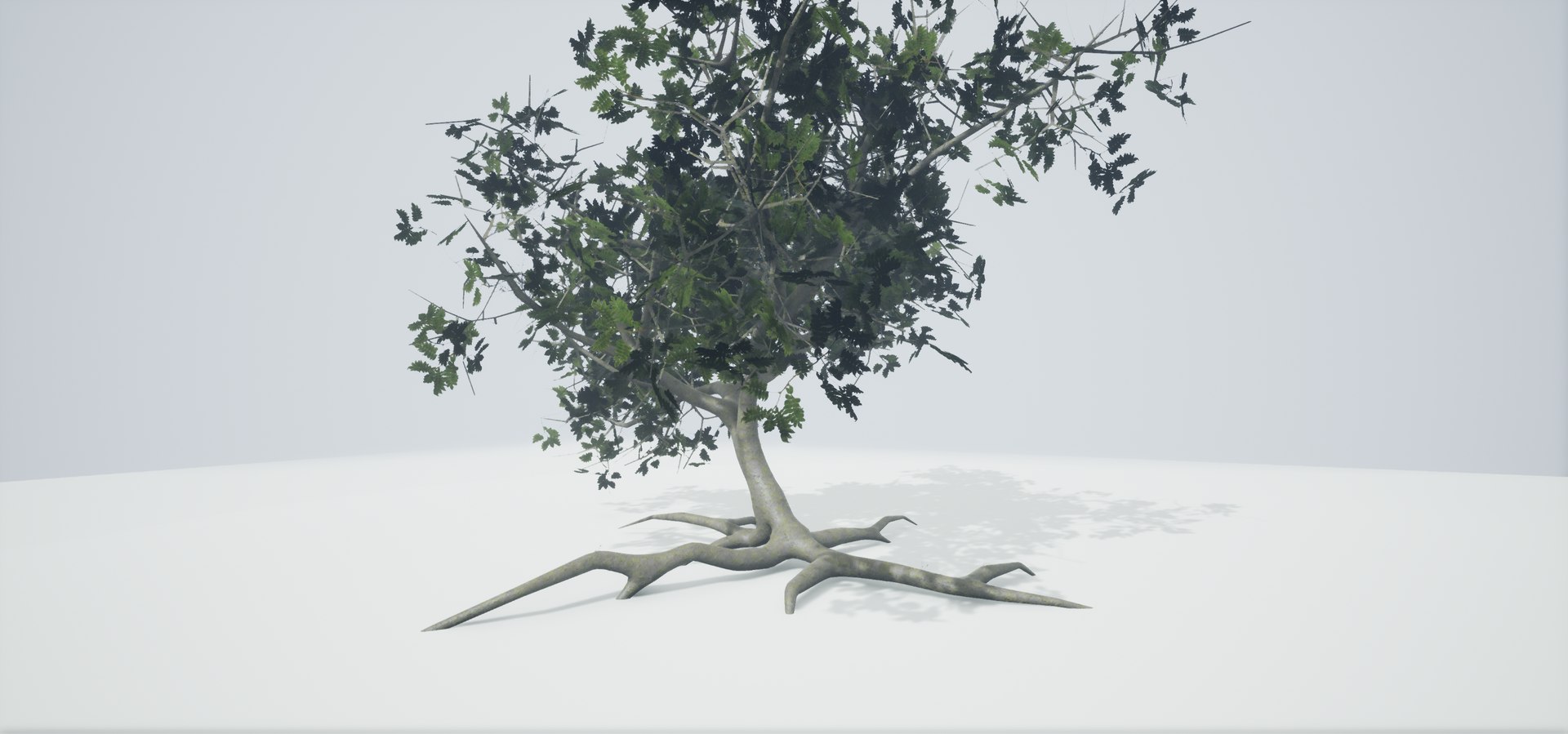 polys leaves trunk 3ds https://p.turbosquid.com/ts-thumb/P0/31i99n/EAp2qg0m/highresscreenshot00038/png/1518357772/1920x1080/fit_q87/f5d79d411d62ca1d23e44b3ad695d8239a4f7379/highresscreenshot00038.jpg