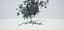 Albero vecchio