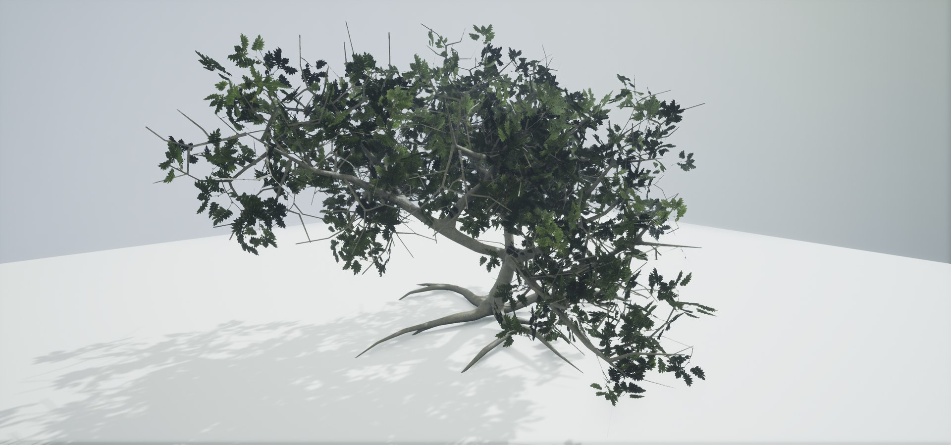 polys leaves trunk 3ds https://p.turbosquid.com/ts-thumb/P0/31i99n/Fhm77a6t/highresscreenshot00041/png/1518358754/1920x1080/fit_q87/4ae365b22fb9668a7e212797c054328c84614f15/highresscreenshot00041.jpg
