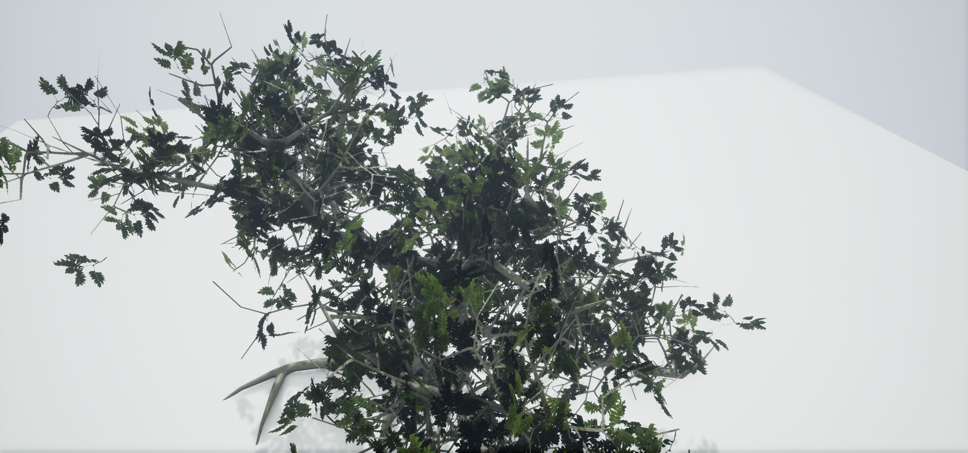 polys leaves trunk 3ds https://p.turbosquid.com/ts-thumb/P0/31i99n/KEnZuvHP/highresscreenshot00046/png/1518358754/1920x1080/fit_q87/6ccf89d35e33e8ff345fcac8a5d5982335dbb8ae/highresscreenshot00046.jpg