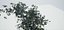 Albero vecchio