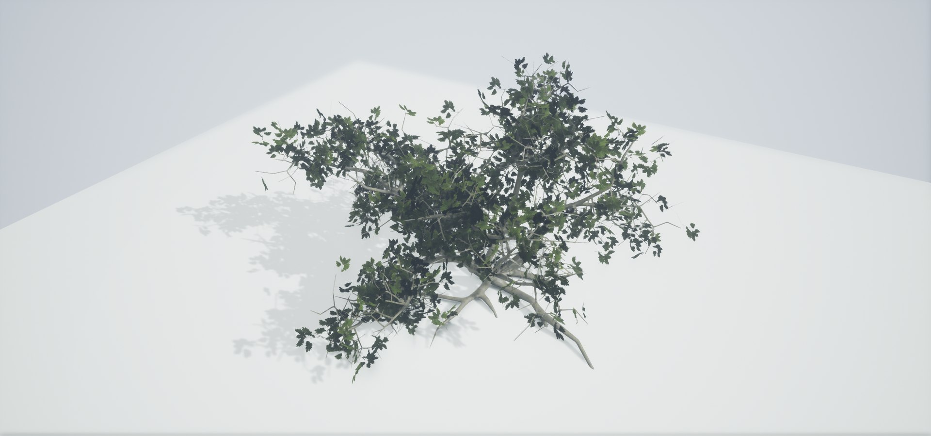 polys leaves trunk 3ds https://p.turbosquid.com/ts-thumb/P0/31i99n/QM7ZxCz1/highresscreenshot00047/png/1518358754/1920x1080/fit_q87/b2f07ccb4b632ecc6dc358499f2b2818550e9d62/highresscreenshot00047.jpg