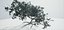 Albero vecchio
