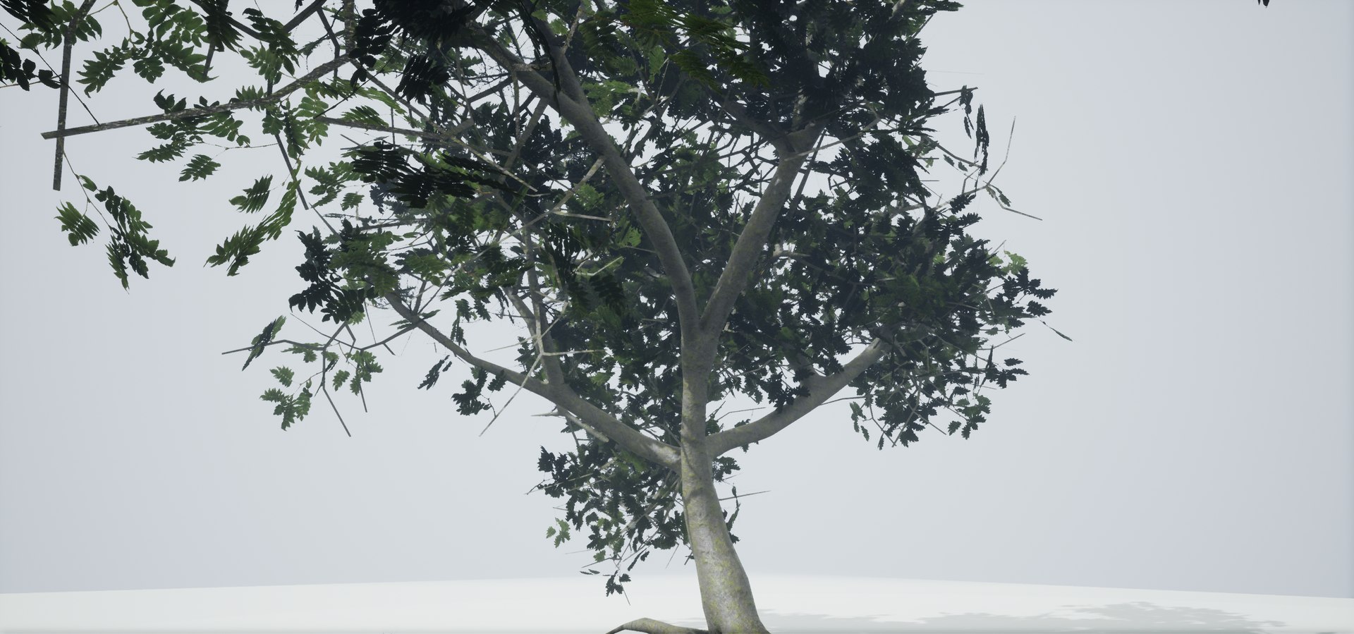 polys leaves trunk 3ds https://p.turbosquid.com/ts-thumb/P0/31i99n/iIaujE4T/highresscreenshot00048/png/1518358754/1920x1080/fit_q87/ce77989132890d2a8f607462cb1588333518c54c/highresscreenshot00048.jpg