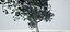 Albero vecchio