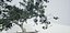 Albero vecchio