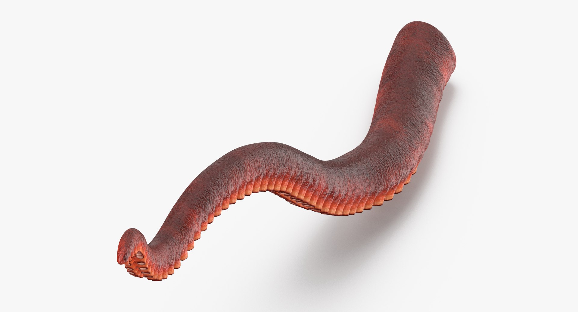 octopus tentacles 3D model https://p.turbosquid.com/ts-thumb/P0/8X3hlA/8KYaXj7P/octopus_tentacle_01_thumbnail_0001/jpg/1499252658/1920x1080/fit_q87/10da95dc76e08ecbd5b538542097a530d63a73c8/octopus_tentacle_01_thumbnail_0001.jpg