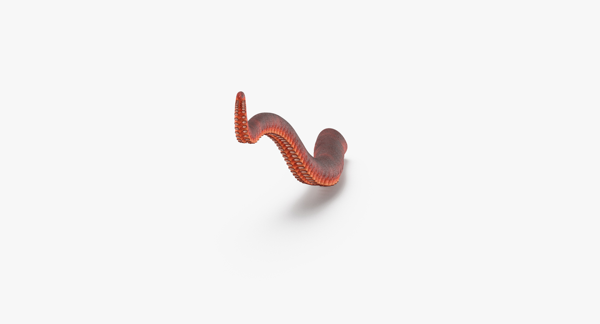 Octopus Tentacles 3D Model - TurboSquid 1175707