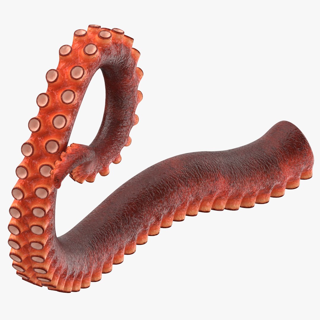 octopus tentacles 3D model https://p.turbosquid.com/ts-thumb/P0/8X3hlA/kSM7TDSF/octopus_tentacle_03_thumbnail_square0000/jpg/1499253676/1920x1080/fit_q87/f8b04900411750bdf8c71686f9b2065d73d4d739/octopus_tentacle_03_thumbnail_square0000.jpg