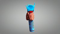 Thyroid Gland Cross Section Anaomy
