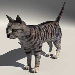 Tabby Cat