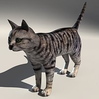 Tabby Cat