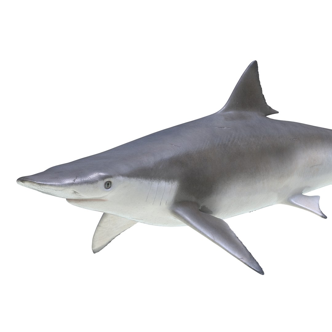 3D sharks rigged 9 https://p.turbosquid.com/ts-thumb/P0/YQIDU6/0DWAgOr1/sharkscollection3dmodels120/jpg/1465305614/1920x1080/fit_q87/0ef1e4cd526a505e23280fb46cc9e2f73b2e5b09/sharkscollection3dmodels120.jpg