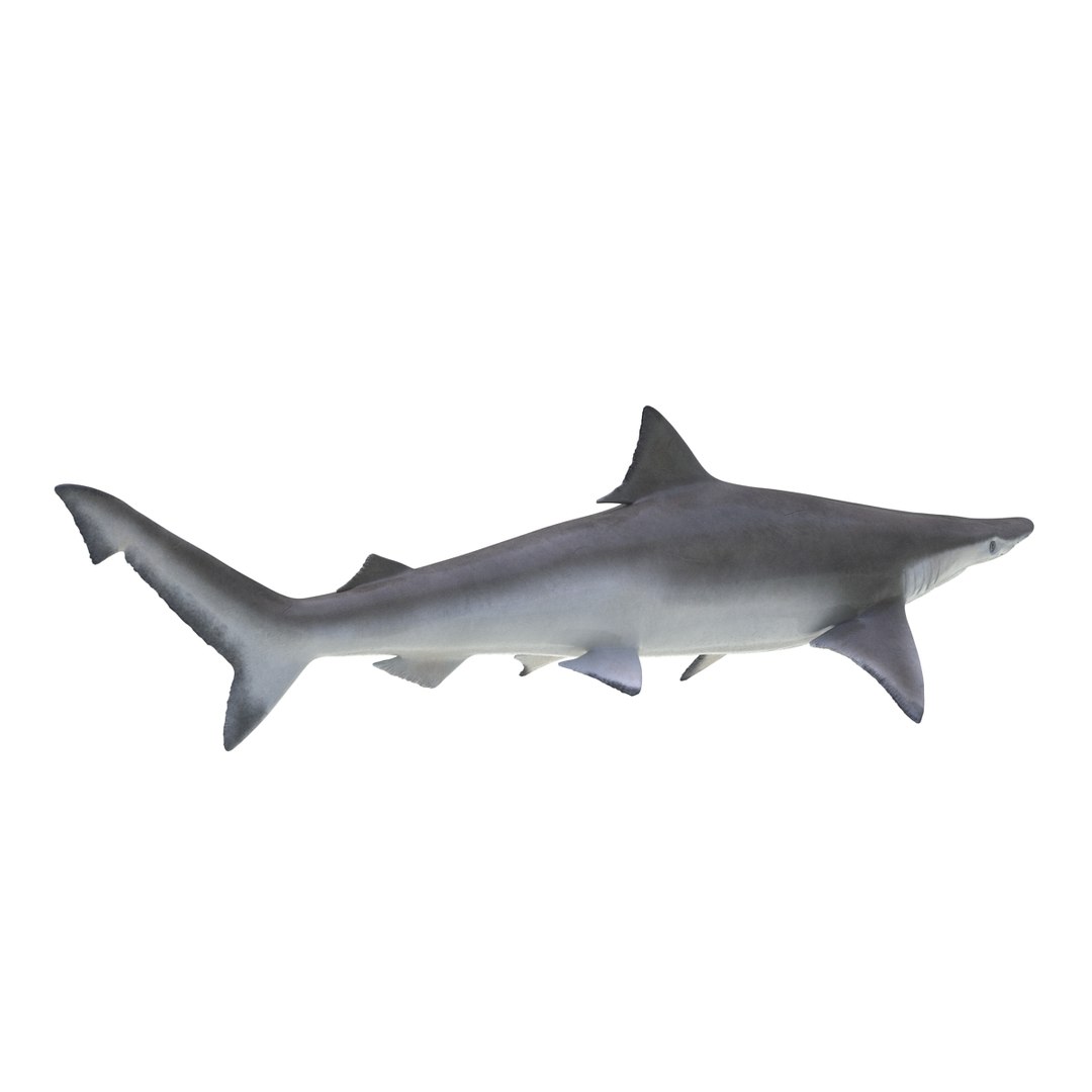 3D sharks rigged 9 https://p.turbosquid.com/ts-thumb/P0/YQIDU6/0aT8qSEf/sharkscollection3dmodels117/jpg/1465305613/1920x1080/fit_q87/a50558c49954a4ff9ea7d5743735180cc313db29/sharkscollection3dmodels117.jpg