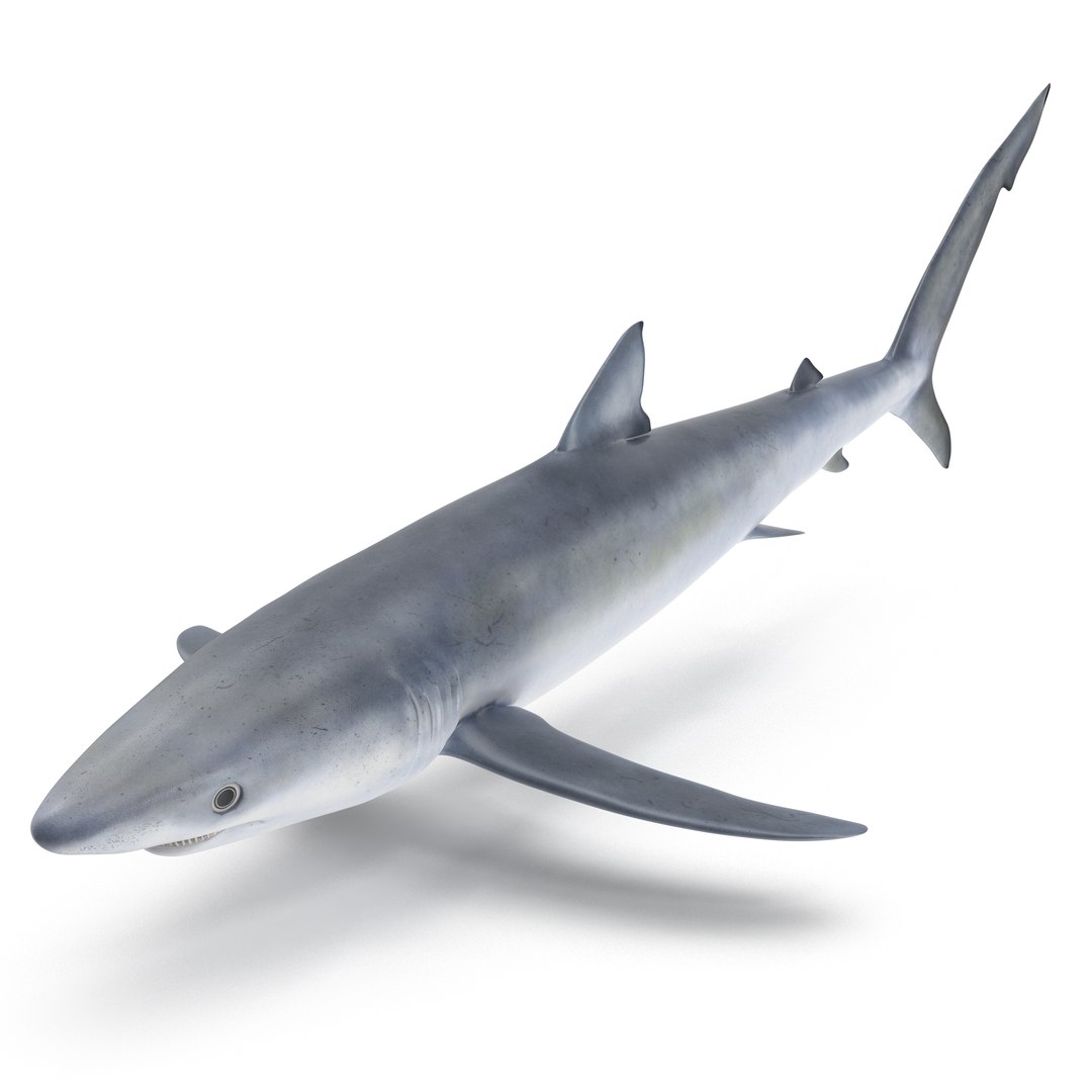 3D sharks rigged 9 https://p.turbosquid.com/ts-thumb/P0/YQIDU6/1GoqxC0M/sharkscollection3dmodels028/jpg/1465305598/1920x1080/fit_q87/815fb6590195fbf45936ad2e642e638611a24ea1/sharkscollection3dmodels028.jpg