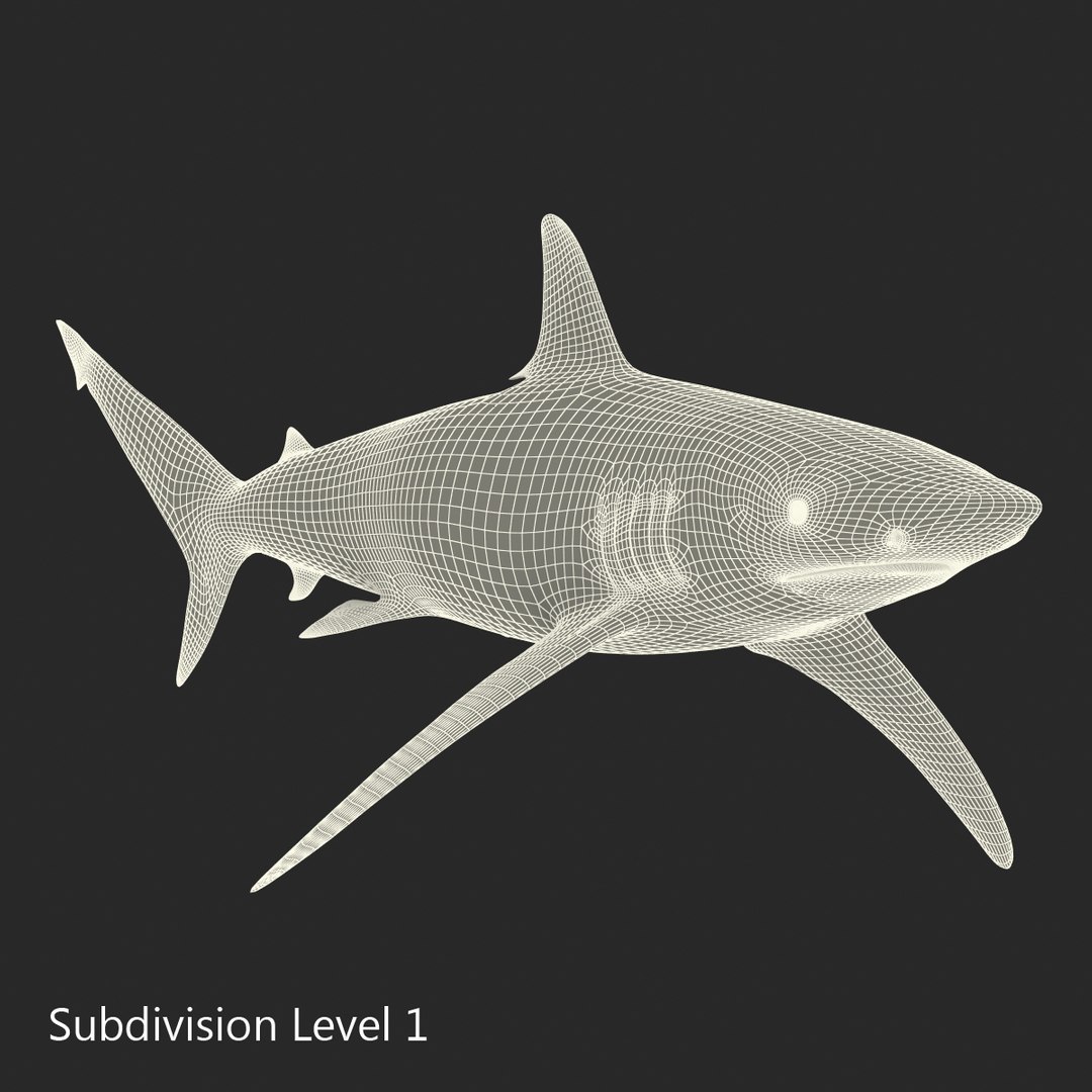 3D sharks rigged 9 https://p.turbosquid.com/ts-thumb/P0/YQIDU6/2MszHWxr/sharkscollection3dmodels179/jpg/1465305624/1920x1080/fit_q87/239edb8cc045909683966b51181a58032ae66dec/sharkscollection3dmodels179.jpg