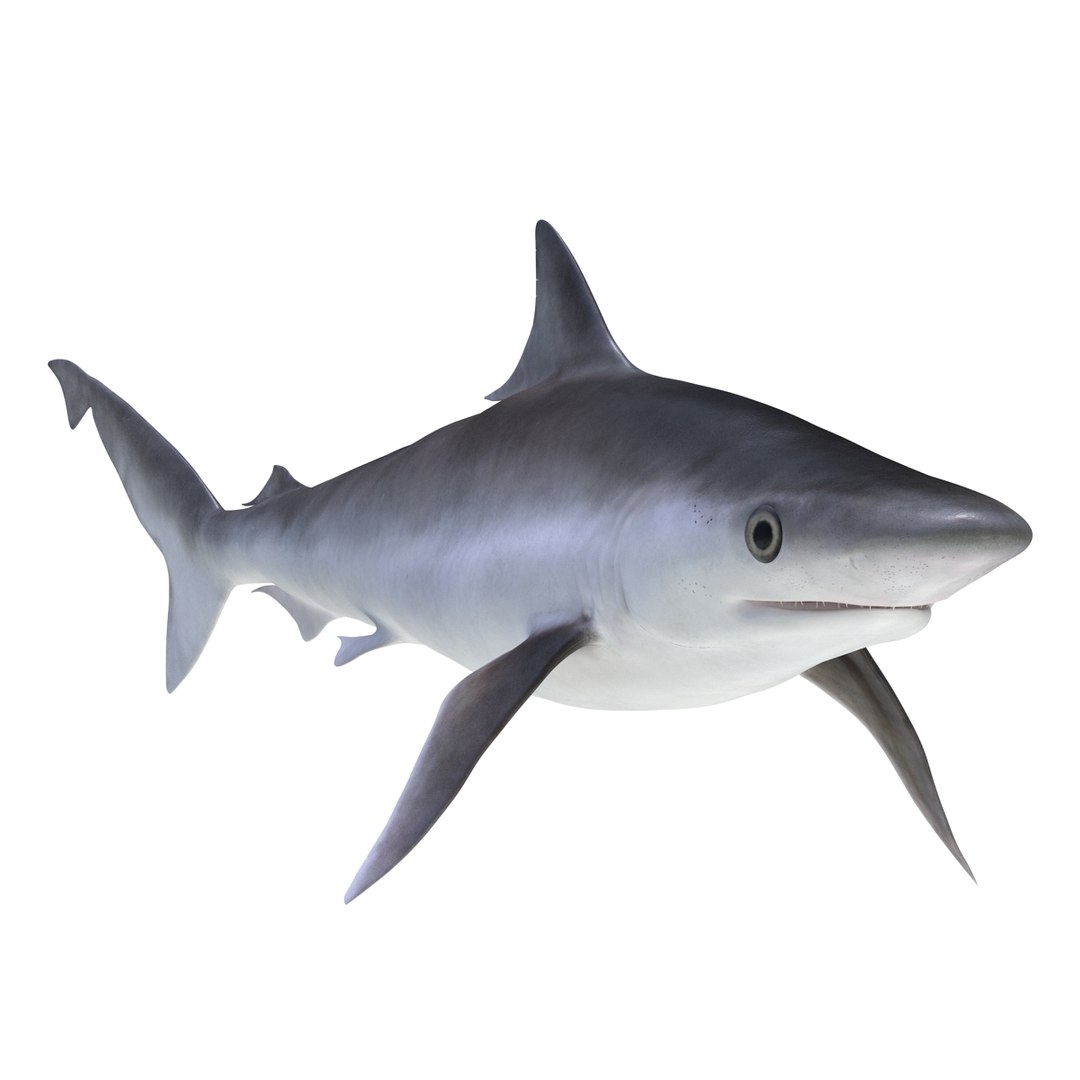 3D sharks rigged 9 https://p.turbosquid.com/ts-thumb/P0/YQIDU6/2gDGg4i7/sharkscollection3dmodels064/jpg/1465305604/1920x1080/fit_q87/50fab8bd9a5bb98081b1058f7b3b0ddfb6420a33/sharkscollection3dmodels064.jpg