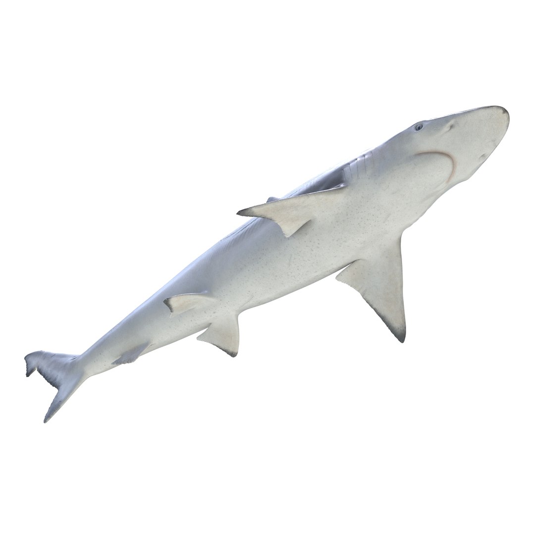 3D sharks rigged 9 https://p.turbosquid.com/ts-thumb/P0/YQIDU6/2s9IvvMG/sharkscollection3dmodels119/jpg/1465305614/1920x1080/fit_q87/46a8a73972bfa0bba9442bea7b095977ba267385/sharkscollection3dmodels119.jpg
