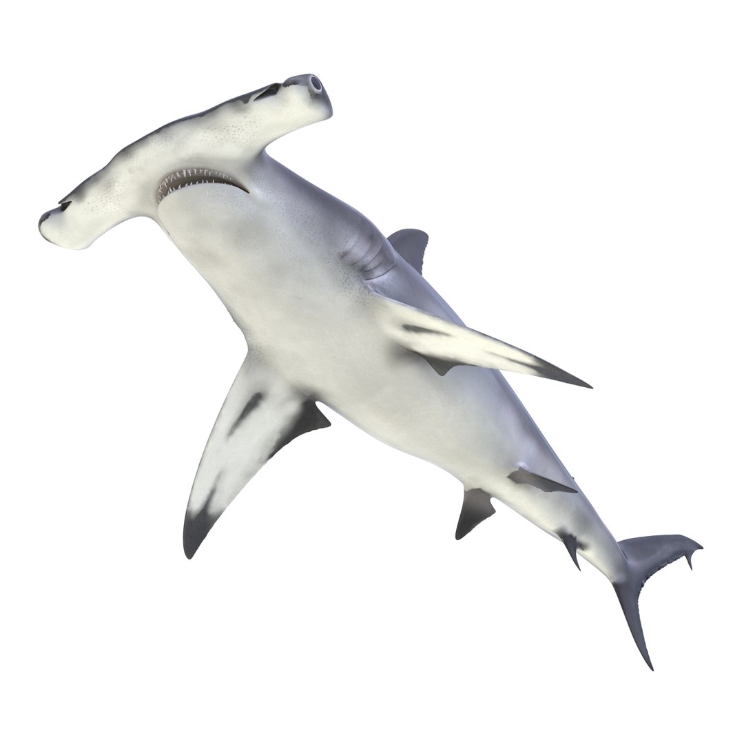 3D sharks rigged 9 https://p.turbosquid.com/ts-thumb/P0/YQIDU6/5BtpMLc0/sharkscollection3dmodels055/jpg/1465305602/1920x1080/fit_q87/5729cd48f1a1053771f558e647da9a4e0dcef035/sharkscollection3dmodels055.jpg