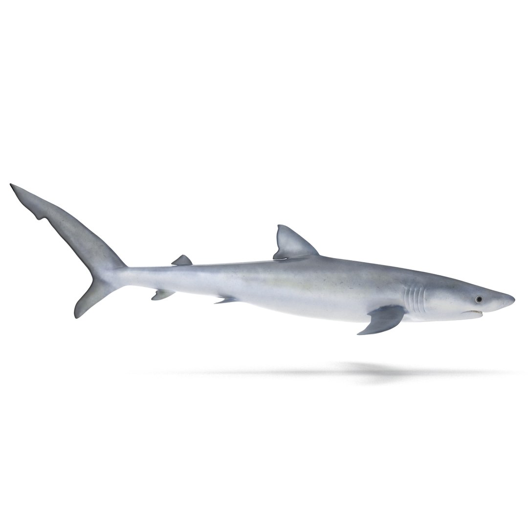 3D sharks rigged 9 https://p.turbosquid.com/ts-thumb/P0/YQIDU6/5PipBs0N/sharkscollection3dmodels139/jpg/1465305617/1920x1080/fit_q87/53ef9e0833489bc4b96ede0537a3b9fd81c3b1d6/sharkscollection3dmodels139.jpg