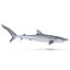 Sharks Rigged Collection 9 per Cinema 4D