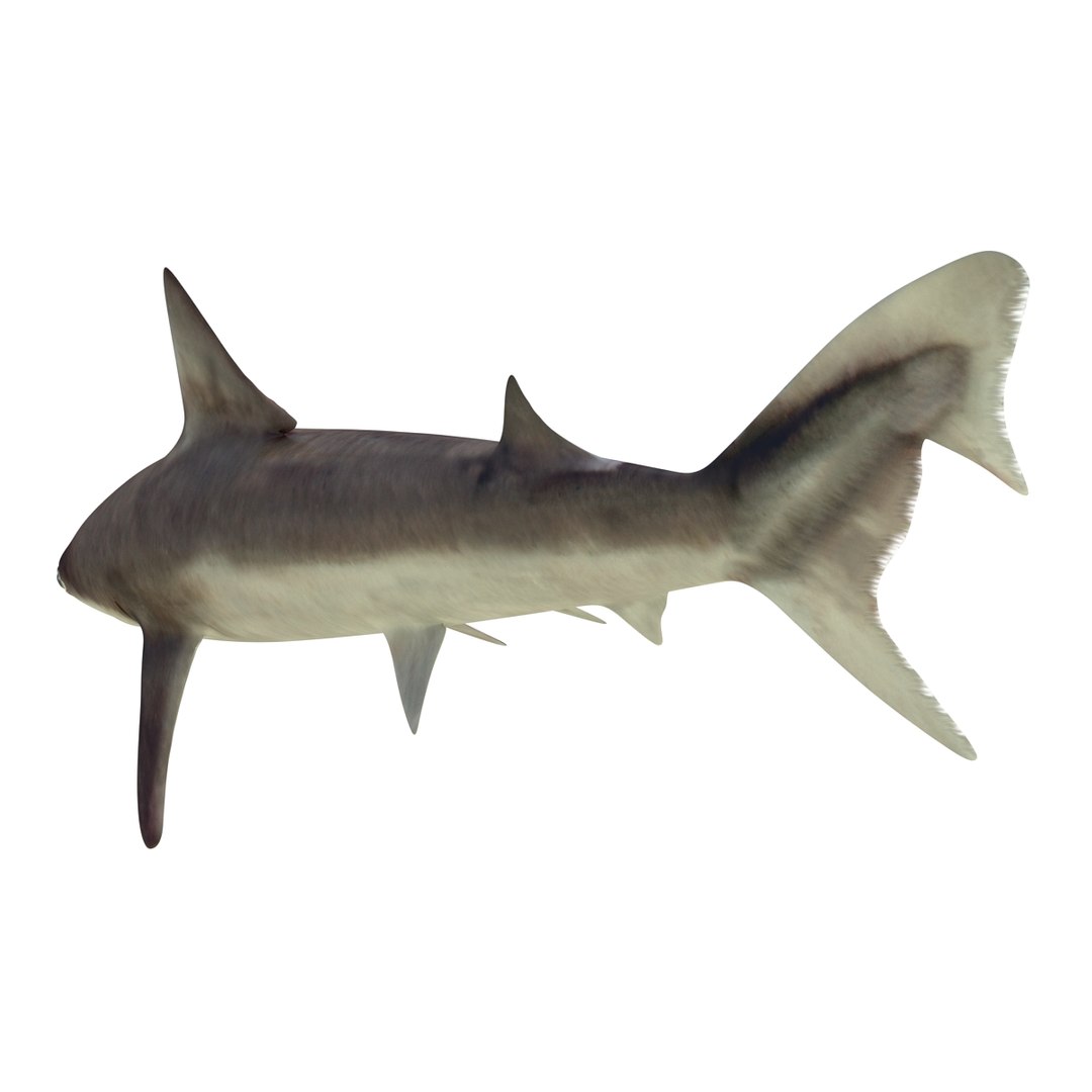3D sharks rigged 9 https://p.turbosquid.com/ts-thumb/P0/YQIDU6/5U1BNvgT/sharkscollection3dmodels087/jpg/1465305608/1920x1080/fit_q87/b3f0d43a7ded4eab37200a0fe8e289682936631b/sharkscollection3dmodels087.jpg