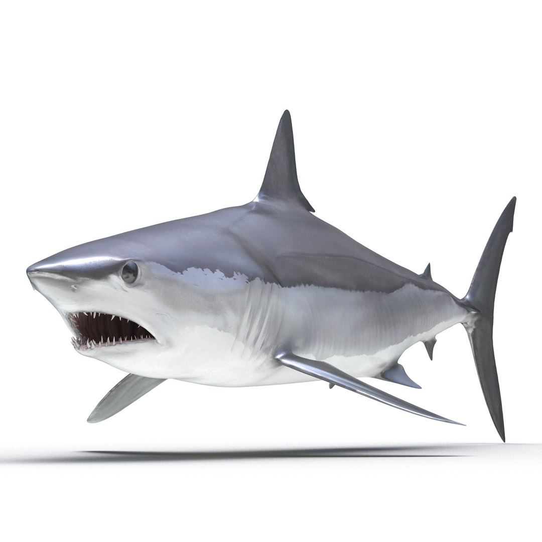 3D sharks rigged 9 https://p.turbosquid.com/ts-thumb/P0/YQIDU6/69MlxzHW/sharkscollection3dmodels093/jpg/1465305609/1920x1080/fit_q87/df52c1c6e40aed47d3677e623ada69fd926cb0ca/sharkscollection3dmodels093.jpg