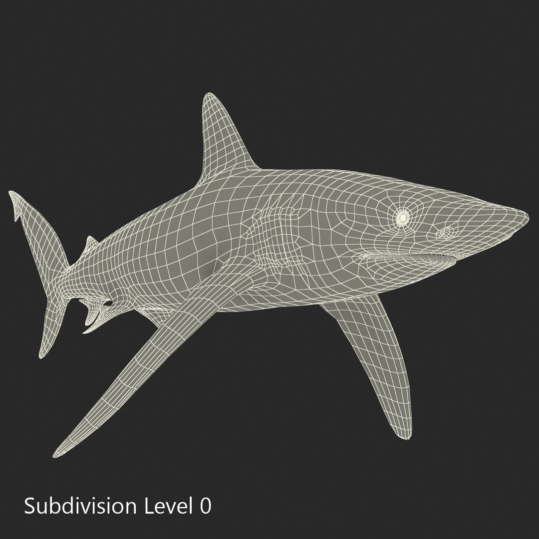 3D sharks rigged 9 https://p.turbosquid.com/ts-thumb/P0/YQIDU6/6HYoSaE4/sharkscollection3dmodels150/jpg/1465305619/1920x1080/fit_q87/5ee4082b3479ecc7a92a2ebabc5955089dd57745/sharkscollection3dmodels150.jpg