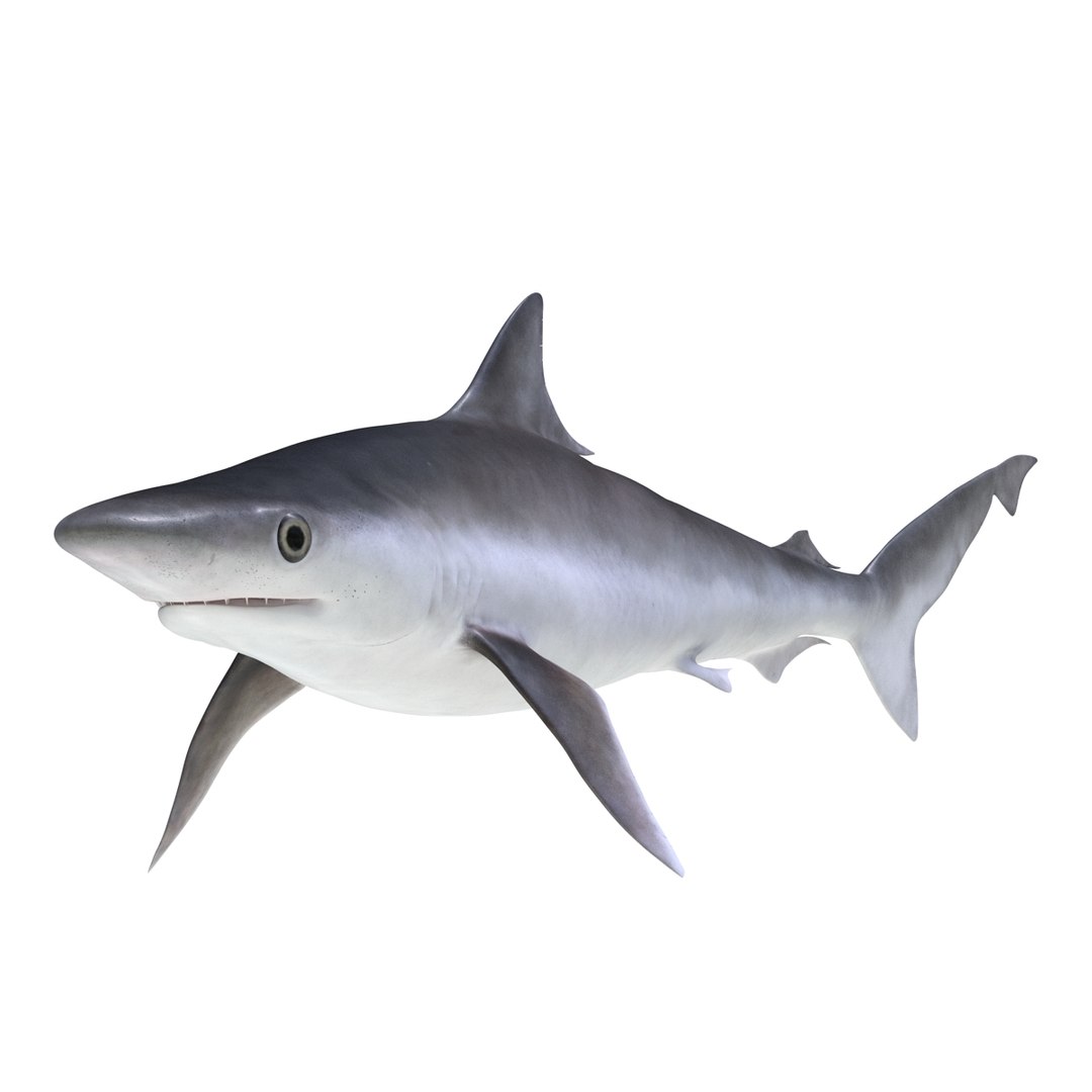 3D sharks rigged 9 https://p.turbosquid.com/ts-thumb/P0/YQIDU6/6gp2qkLF/sharkscollection3dmodels065/jpg/1465305604/1920x1080/fit_q87/8c46c408a8fe3120102e9259bc9055d7cf7053d2/sharkscollection3dmodels065.jpg