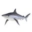 Sharks Rigged Collection 9 per Cinema 4D