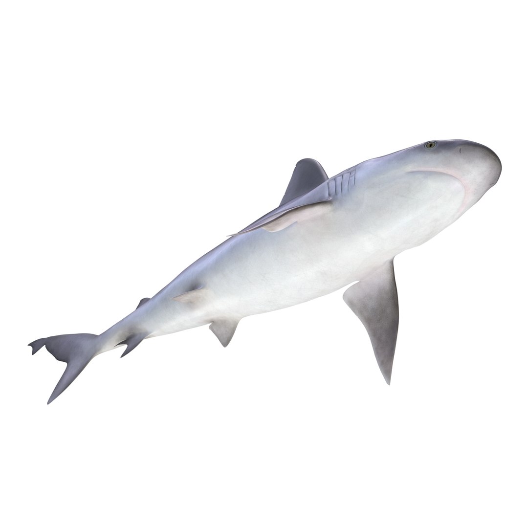 3D sharks rigged 9 https://p.turbosquid.com/ts-thumb/P0/YQIDU6/8pNkZhH7/sharkscollection3dmodels082/jpg/1465305607/1920x1080/fit_q87/6dd61dd6b4846c7a2ddfeaac722de71b6c320357/sharkscollection3dmodels082.jpg