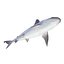 Sharks Rigged Collection 9 per Cinema 4D