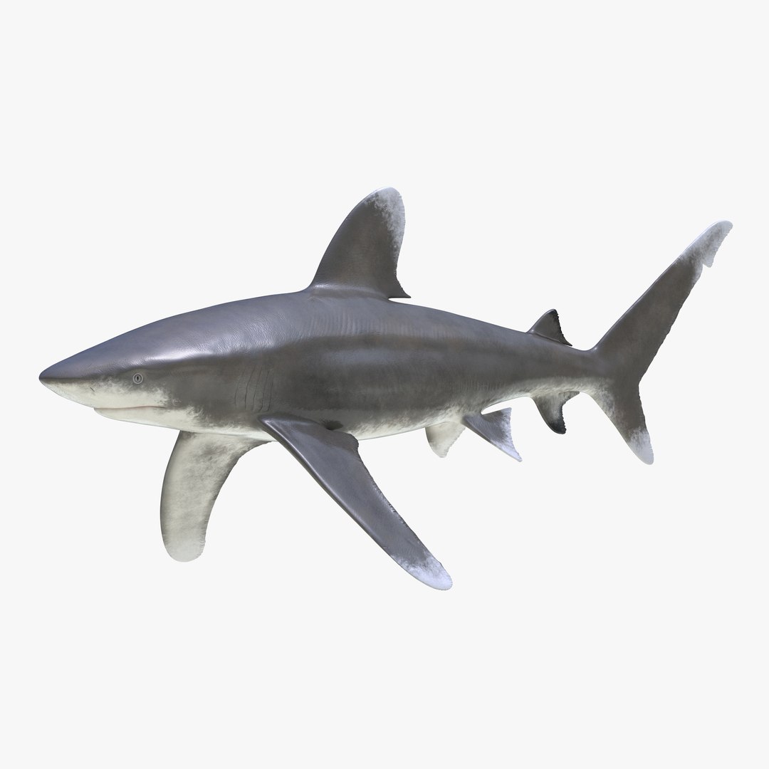 3D sharks rigged 9 https://p.turbosquid.com/ts-thumb/P0/YQIDU6/A4PrAF6B/sharkscollection3dmodels069/jpg/1465305605/1920x1080/fit_q87/846ecde5d48d23fdbbb6b2c520c95282c9dae9fd/sharkscollection3dmodels069.jpg