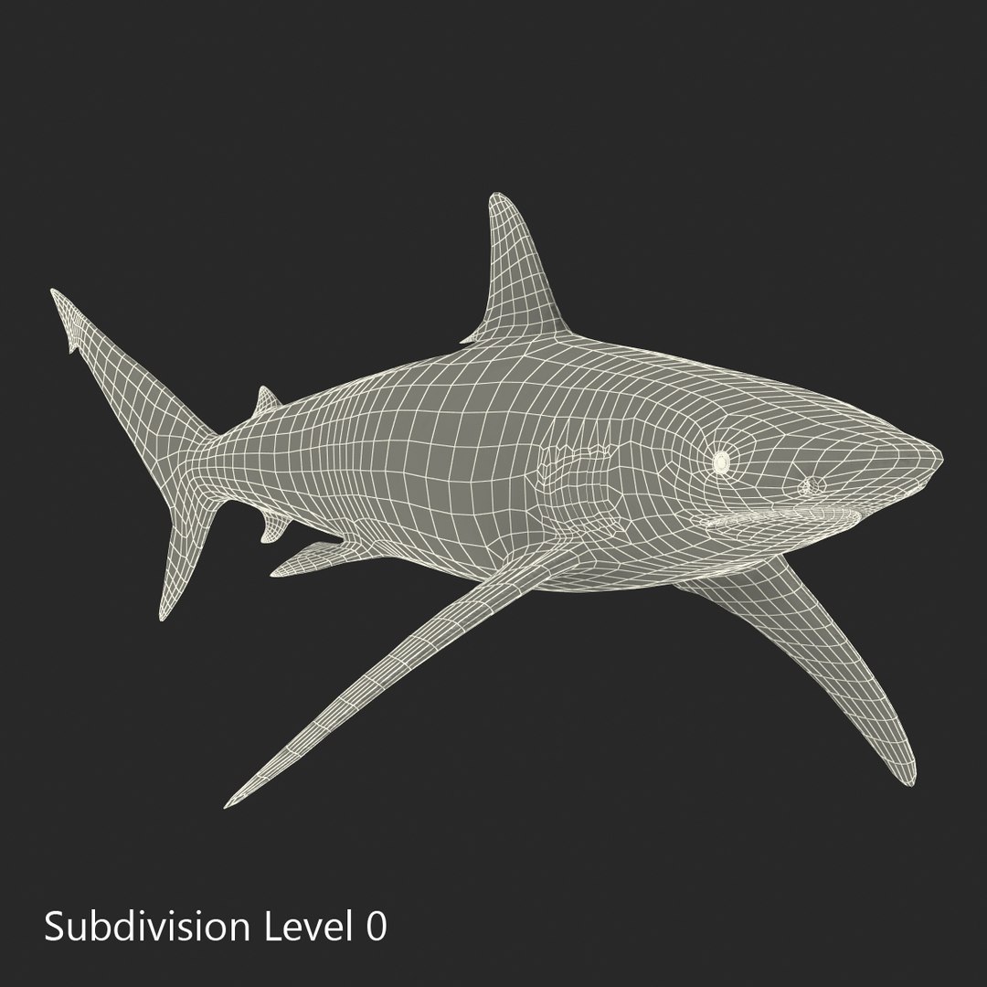 3D sharks rigged 9 https://p.turbosquid.com/ts-thumb/P0/YQIDU6/AGJT26n2/sharkscollection3dmodels178/jpg/1465305624/1920x1080/fit_q87/ab4f2d1886abfa1b0b1c264db107ee3bb4afaa16/sharkscollection3dmodels178.jpg