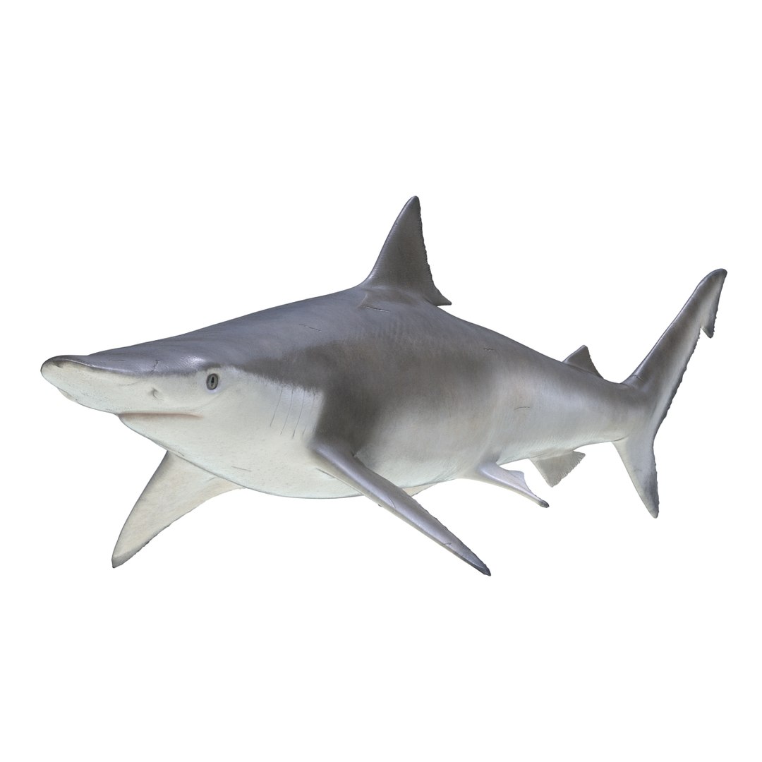 3D sharks rigged 9 https://p.turbosquid.com/ts-thumb/P0/YQIDU6/AaeVreDI/sharkscollection3dmodels118/jpg/1465305613/1920x1080/fit_q87/001af9fd0b96a25a200810e29e44bba4fd9387b6/sharkscollection3dmodels118.jpg