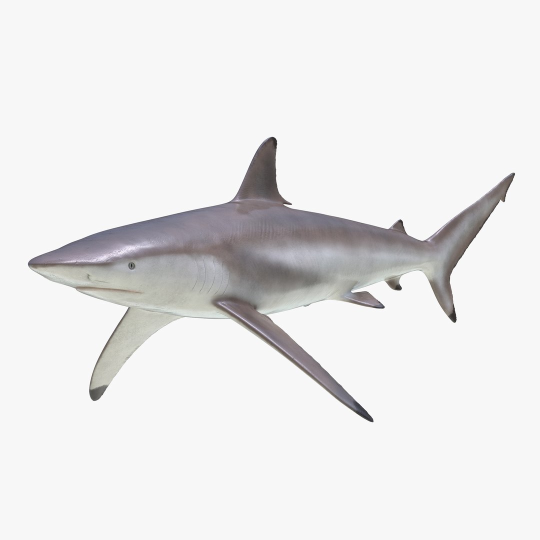 3D sharks rigged 9 https://p.turbosquid.com/ts-thumb/P0/YQIDU6/Ab8oM9wm/sharkscollection3dmodels121/jpg/1465305614/1920x1080/fit_q87/fefad3e1b60c3e7a2e15c6dbb0c306d63f613aab/sharkscollection3dmodels121.jpg