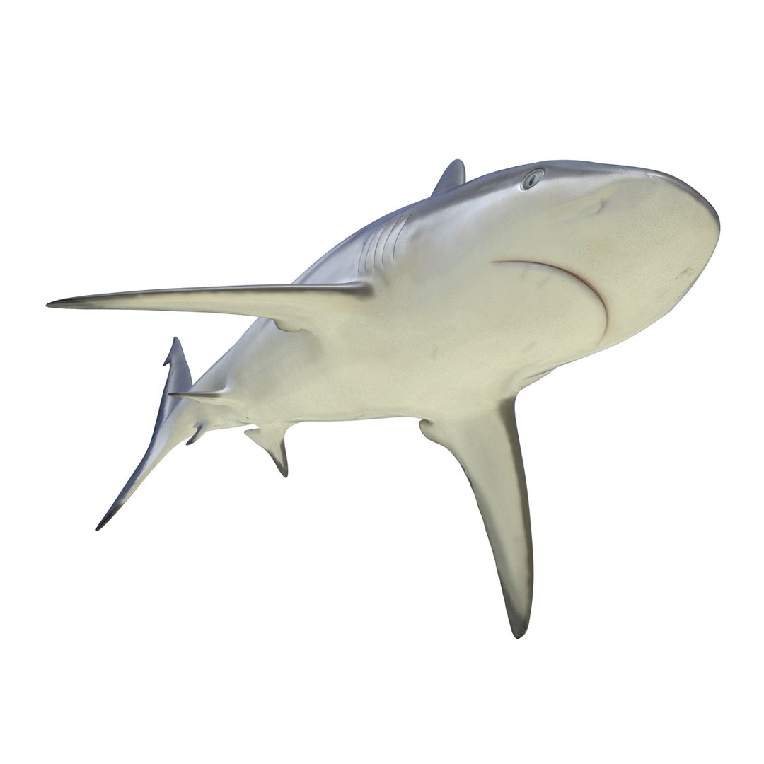 3D sharks rigged 9 https://p.turbosquid.com/ts-thumb/P0/YQIDU6/BbCZ9ZdK/sharkscollection3dmodels062/jpg/1465305604/1920x1080/fit_q87/d8f23205ad6e3a16845b99652fa828b27eac3eac/sharkscollection3dmodels062.jpg