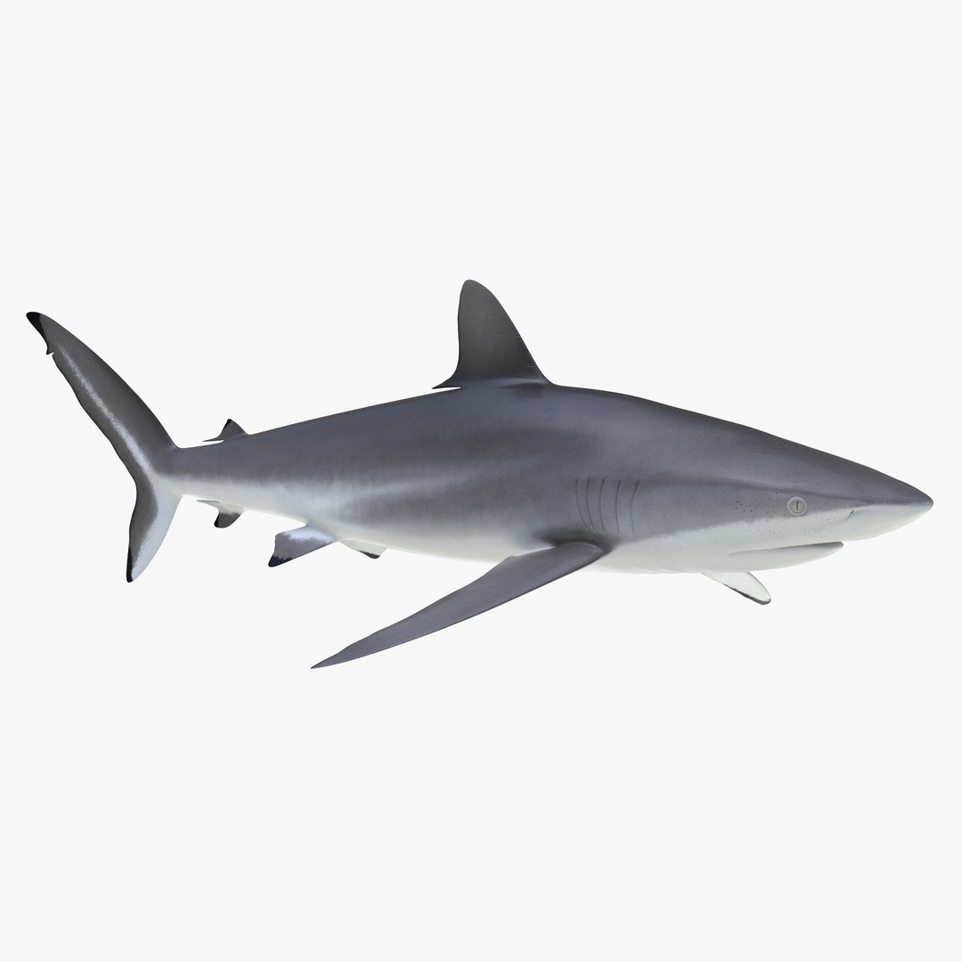 3D sharks rigged 9 https://p.turbosquid.com/ts-thumb/P0/YQIDU6/BgTWTR1X/sharkscollection3dmodels099/jpg/1465305610/1920x1080/fit_q87/2974a9a95721d23accefc179924be8a621b94947/sharkscollection3dmodels099.jpg