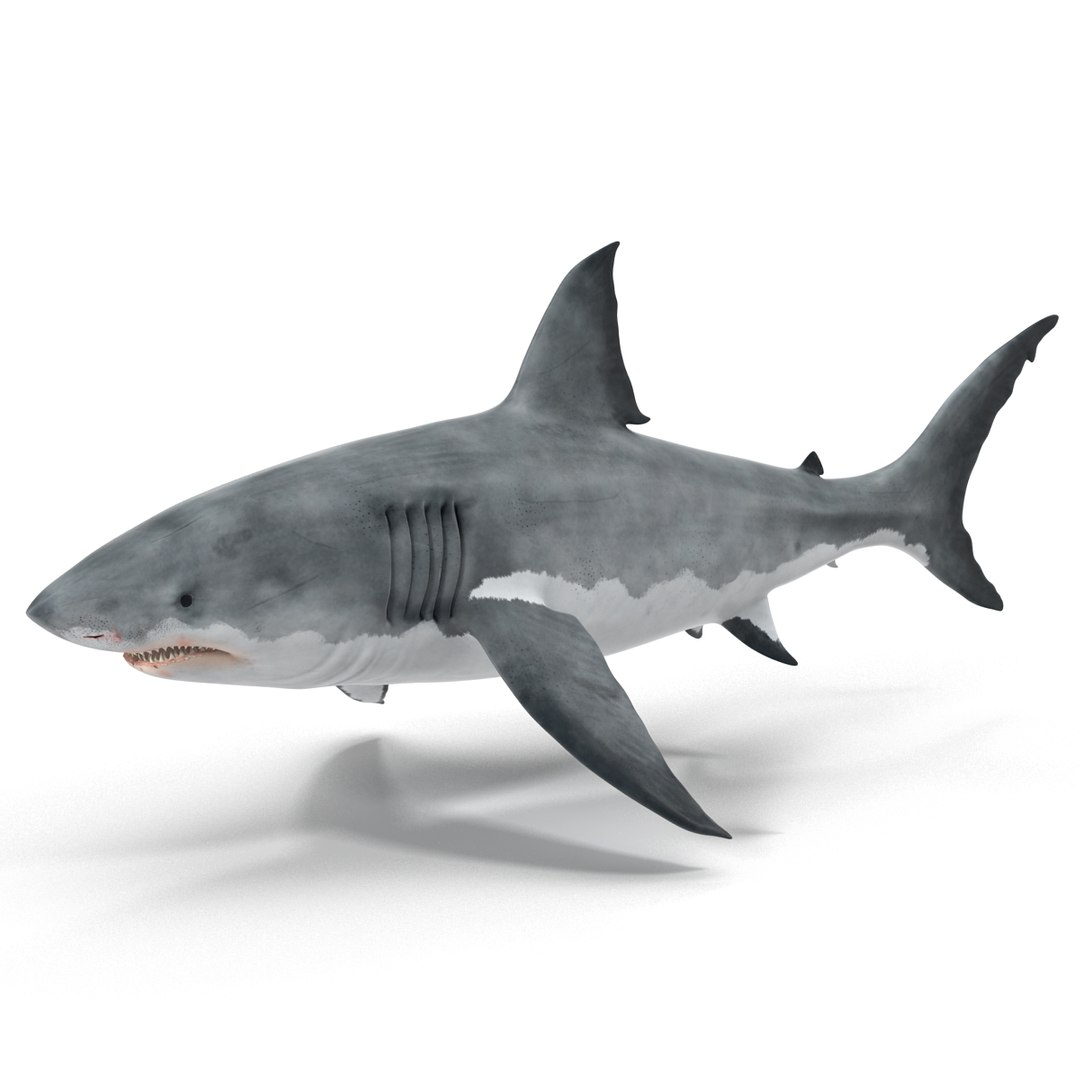 3D sharks rigged 9 https://p.turbosquid.com/ts-thumb/P0/YQIDU6/Bho5LckT/sharkscollection3dmodels057/jpg/1465305603/1920x1080/fit_q87/cc356922052906e326b475f85b4ecbf295e127a4/sharkscollection3dmodels057.jpg