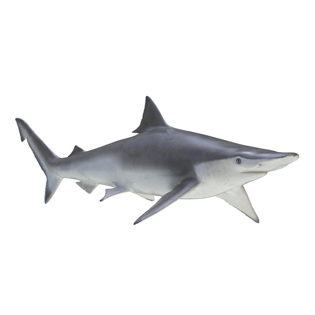 3D sharks rigged 9 https://p.turbosquid.com/ts-thumb/P0/YQIDU6/BvoEe8kT/sharkscollection3dmodels116/jpg/1465305613/1920x1080/fit_q87/390dc289cfc76d170716632c2da34c88d99deca1/sharkscollection3dmodels116.jpg