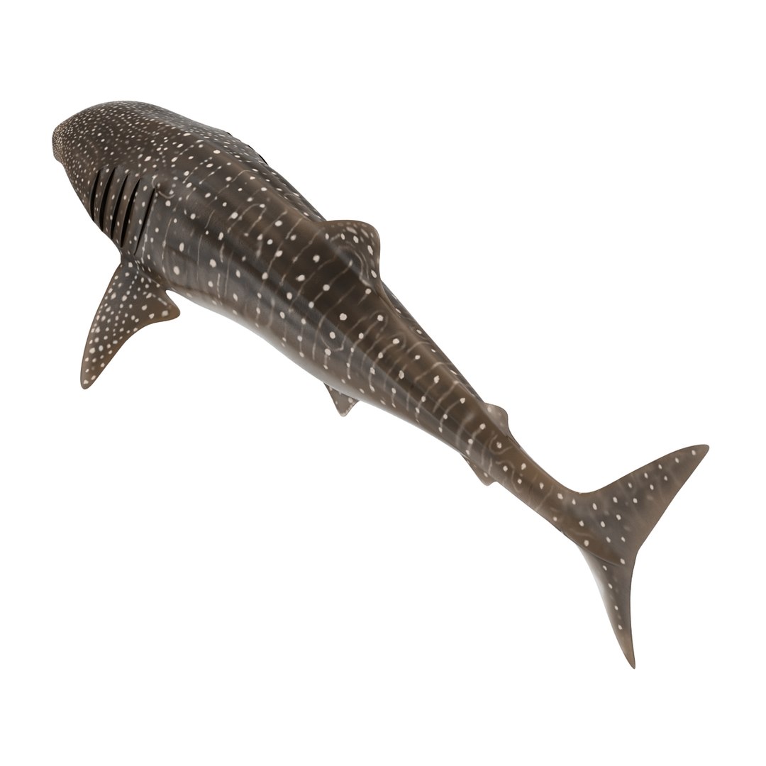3D sharks rigged 9 https://p.turbosquid.com/ts-thumb/P0/YQIDU6/CXtpBGWk/sharkscollection3dmodels134/jpg/1465305616/1920x1080/fit_q87/616fcc02b9d158ed33e287f086509feccfe041cb/sharkscollection3dmodels134.jpg