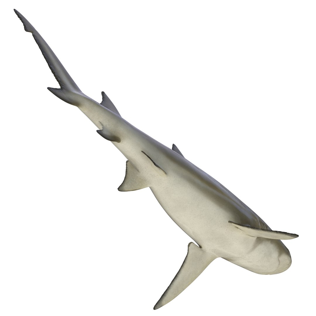 3D sharks rigged 9 https://p.turbosquid.com/ts-thumb/P0/YQIDU6/CrrkLsU9/sharkscollection3dmodels098/jpg/1465305610/1920x1080/fit_q87/a4a178cddeae3729ffe19dc1c246f09e2eb1d0a1/sharkscollection3dmodels098.jpg