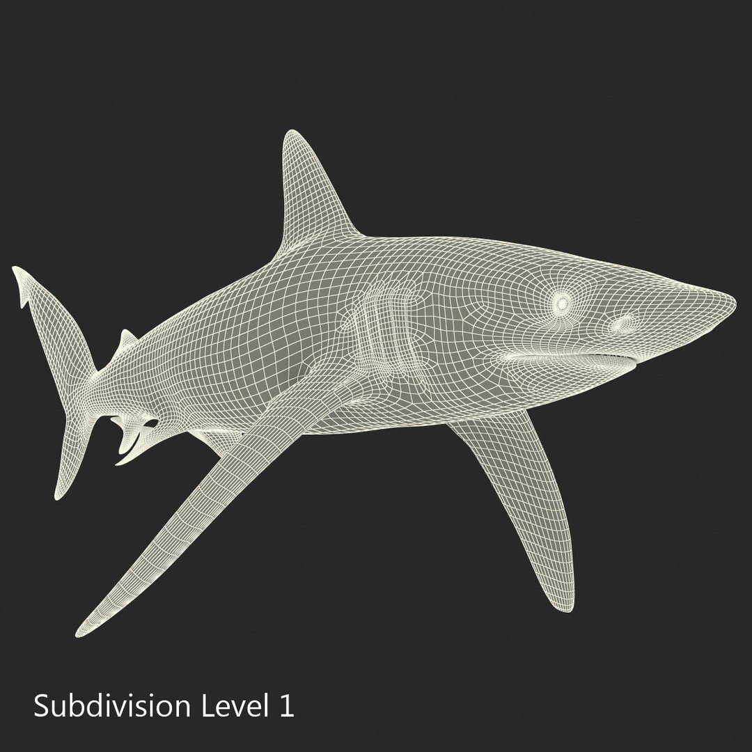 3D sharks rigged 9 https://p.turbosquid.com/ts-thumb/P0/YQIDU6/Dim3Nm24/sharkscollection3dmodels151/jpg/1465305619/1920x1080/fit_q87/a95817f7cd9fd013760496ba5f034bb1221ca552/sharkscollection3dmodels151.jpg