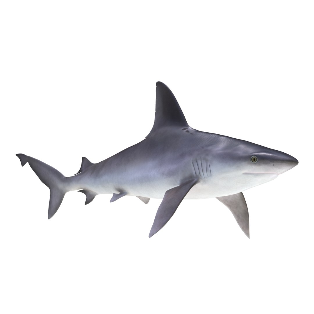 3D sharks rigged 9 https://p.turbosquid.com/ts-thumb/P0/YQIDU6/DrwteHaY/sharkscollection3dmodels081/jpg/1465305607/1920x1080/fit_q87/f24578c10fd06bb64099dac39b0bba52cd61d6d6/sharkscollection3dmodels081.jpg